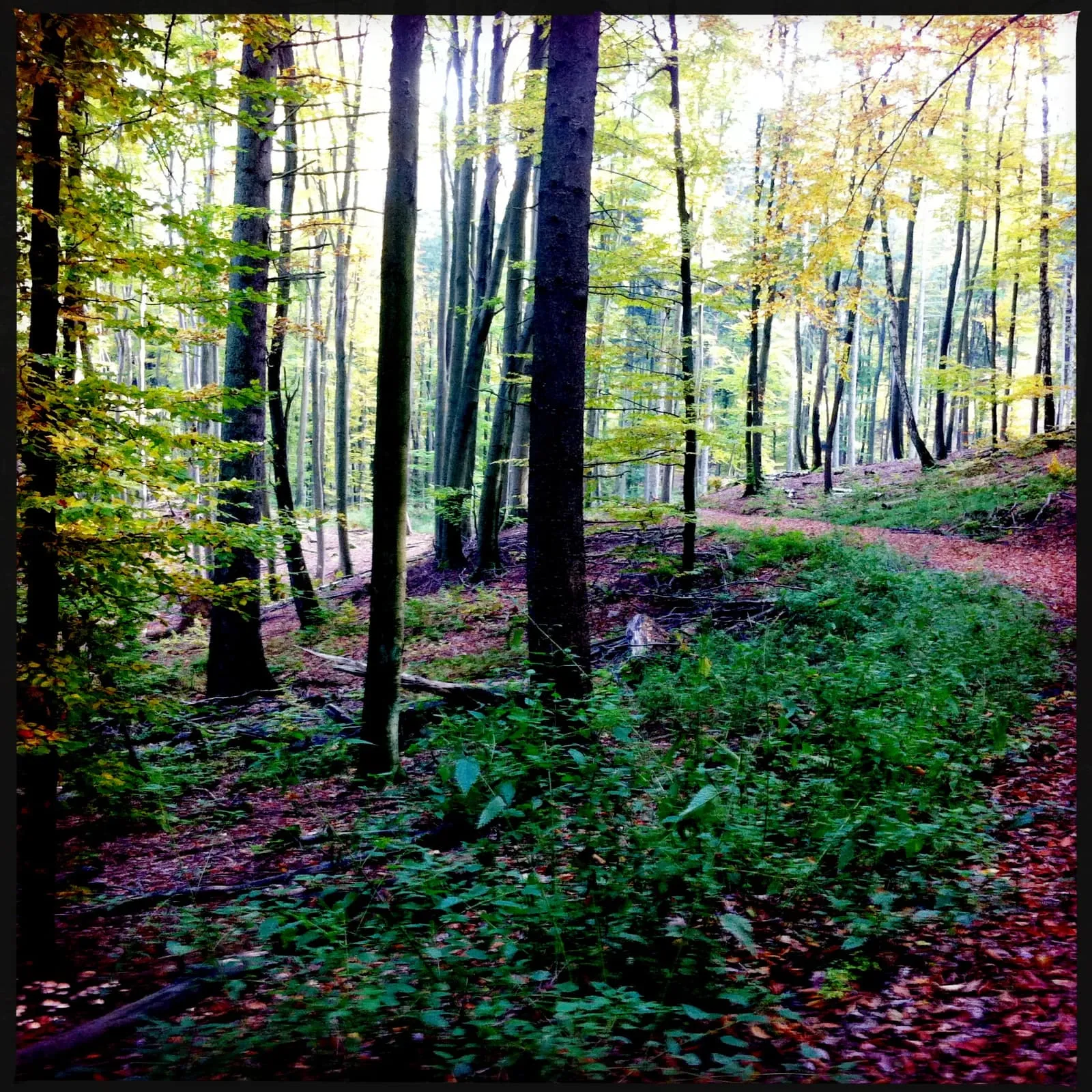 Brandenburg Baa-See l Waldweg