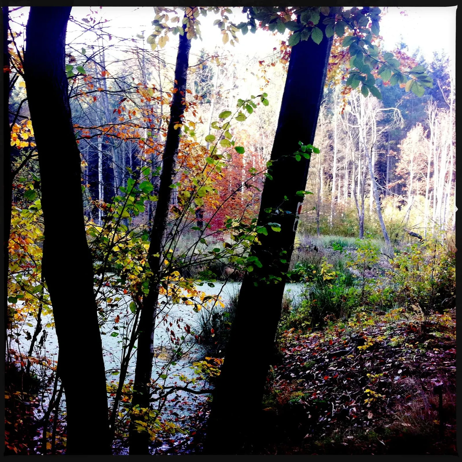 Brandenburg Baa-See l Herbstwald