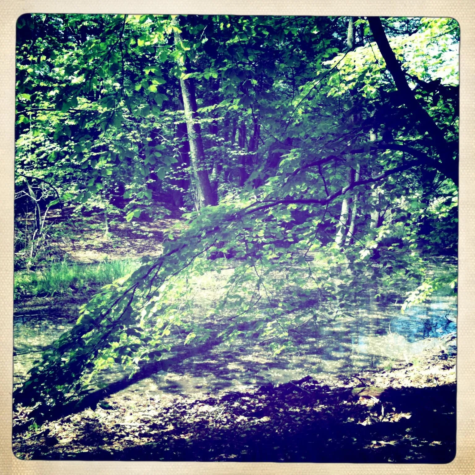 Blick in den Wald rund um den Stechlinsee