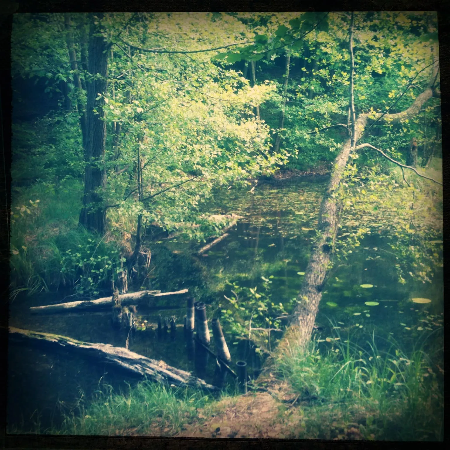 Brandenburg-Waldschenke-Stendenitz-Wald
