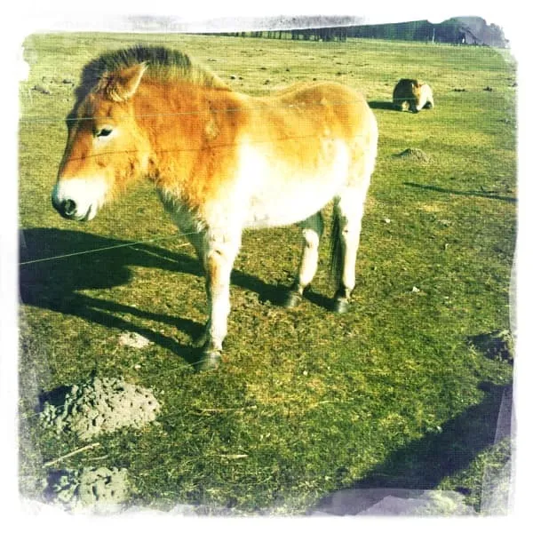 Przewalski-Pferde im Wildpark Schorfheide