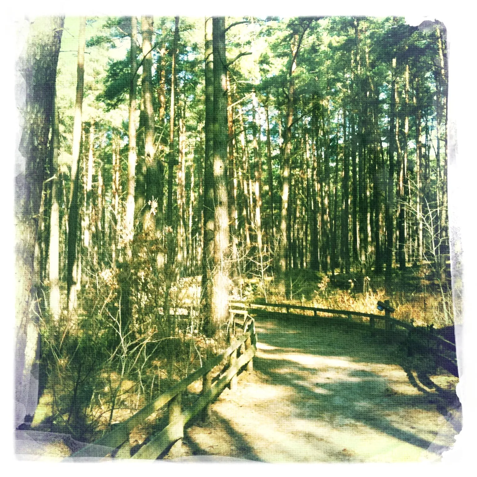 Waldschneise zum Eingang des Wildpark Schorfheide