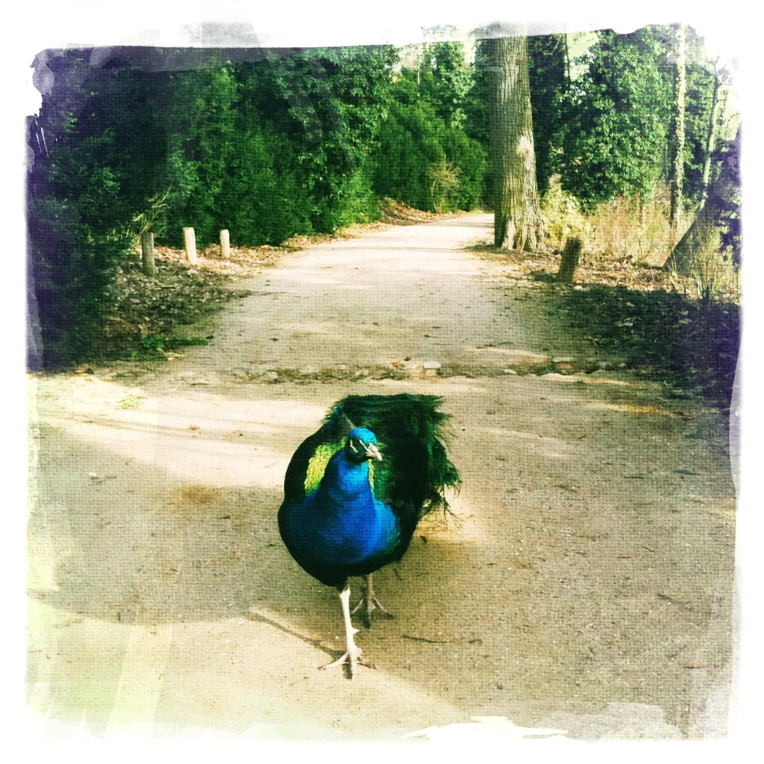 Ein Pfau in der Nahaufnahme