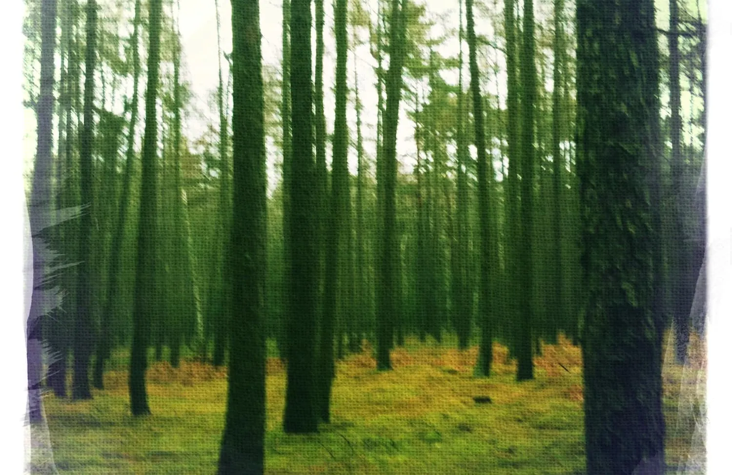 Waldspaziergang bei Neuhof und Einkehr „Zum Taubenschlag“
