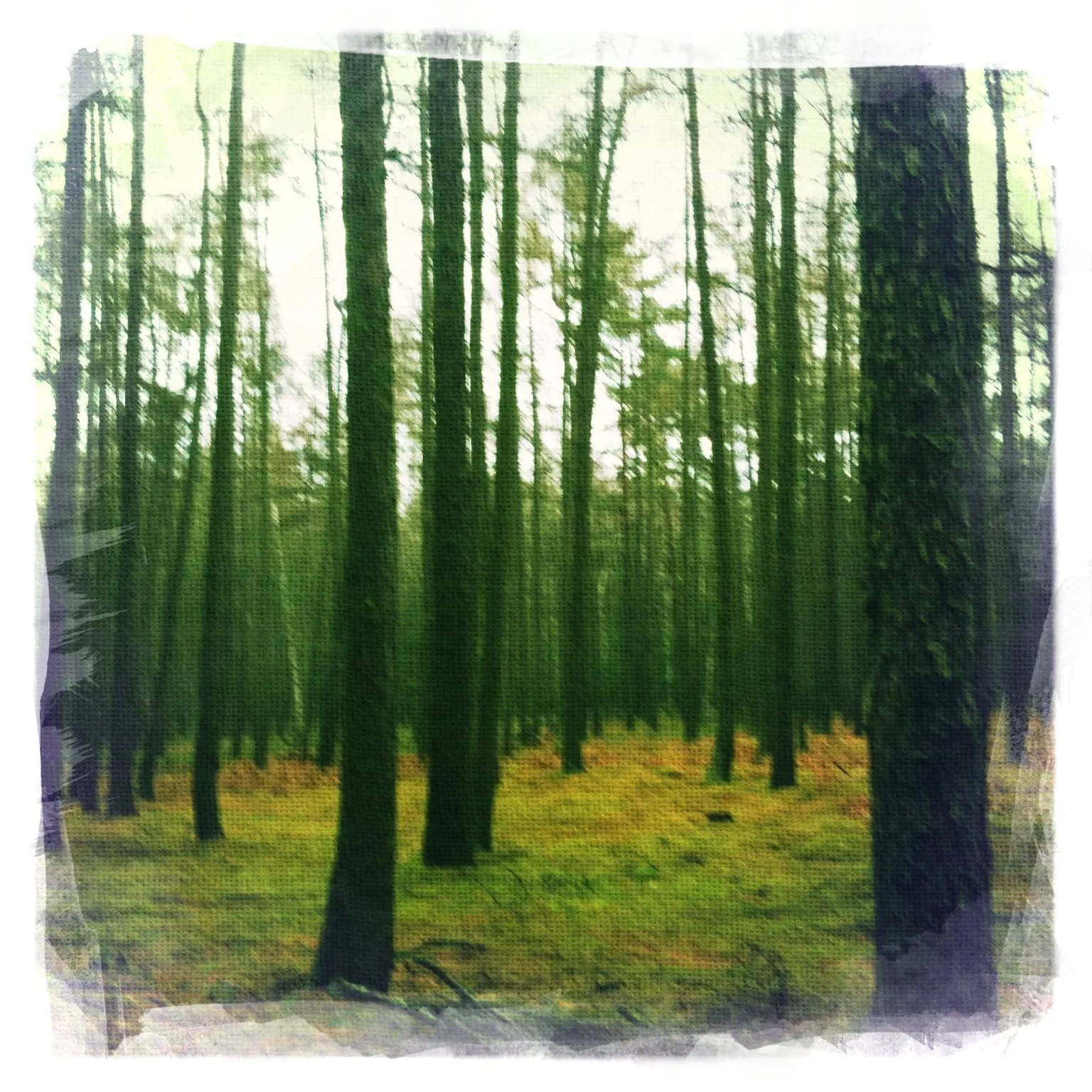 Wald bei Neuhof in Brandenburg