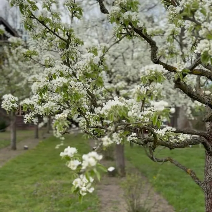 Alexandrowka in Potsdam – Obstblüte im russischen Viertel