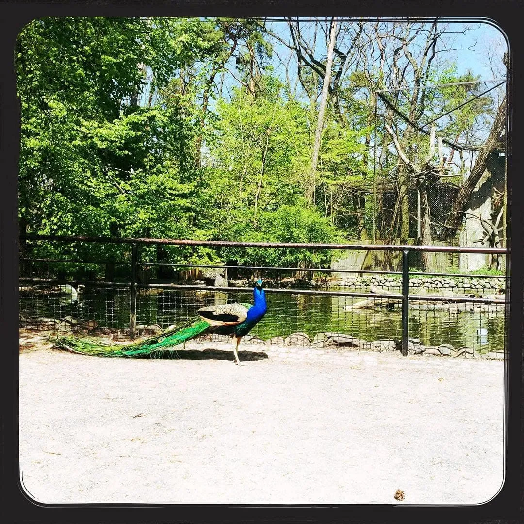 Heimattiergarten Fürstenwalde – kleiner Tierpark im November