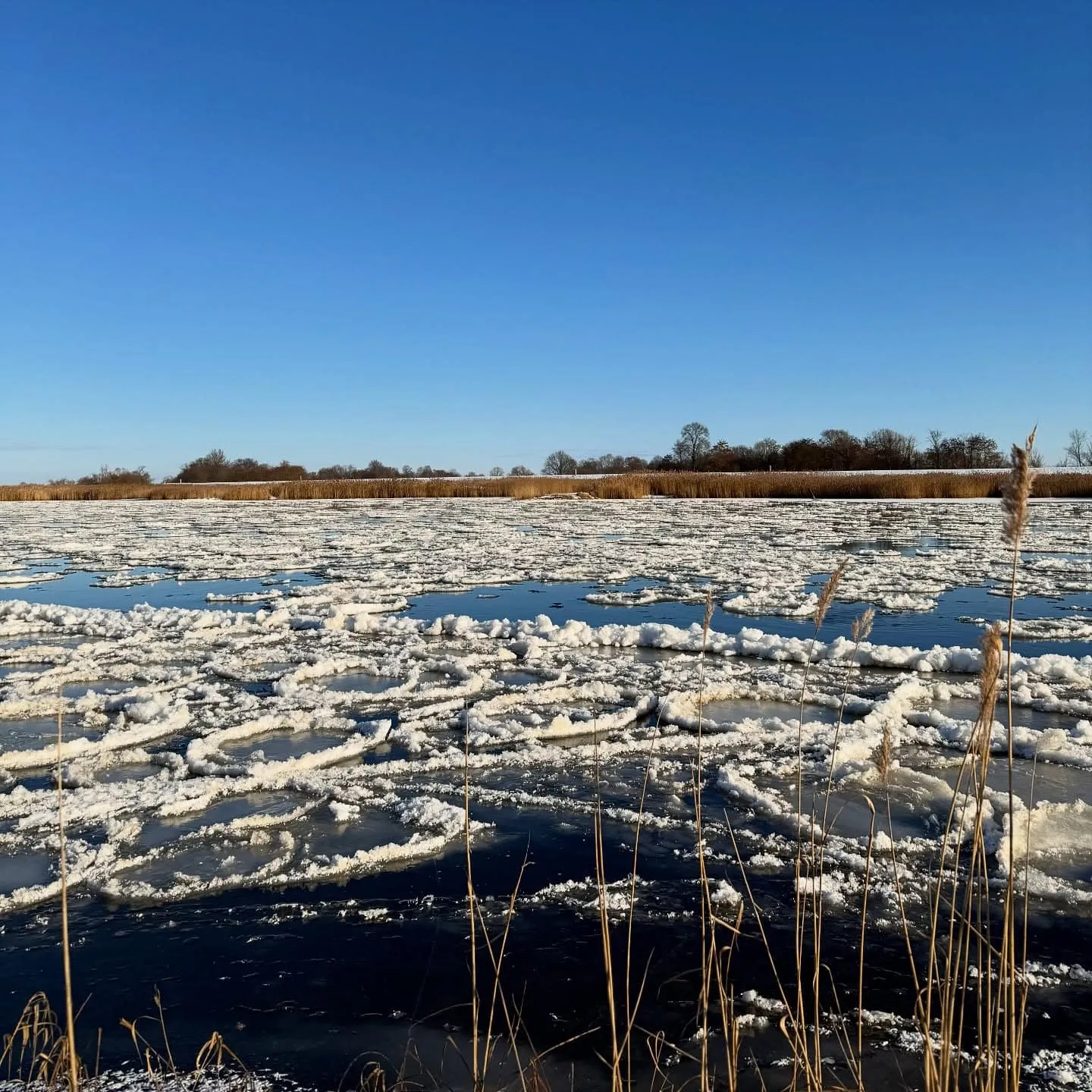 Brieger Gänse an der Oder bei Lebus – Winterwanderung im Schnee