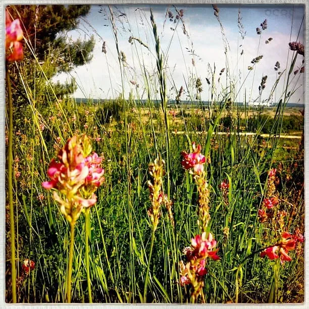 Mescherin an der Oder – Blumenwiese, Tanker und weiter Blick nach Polen