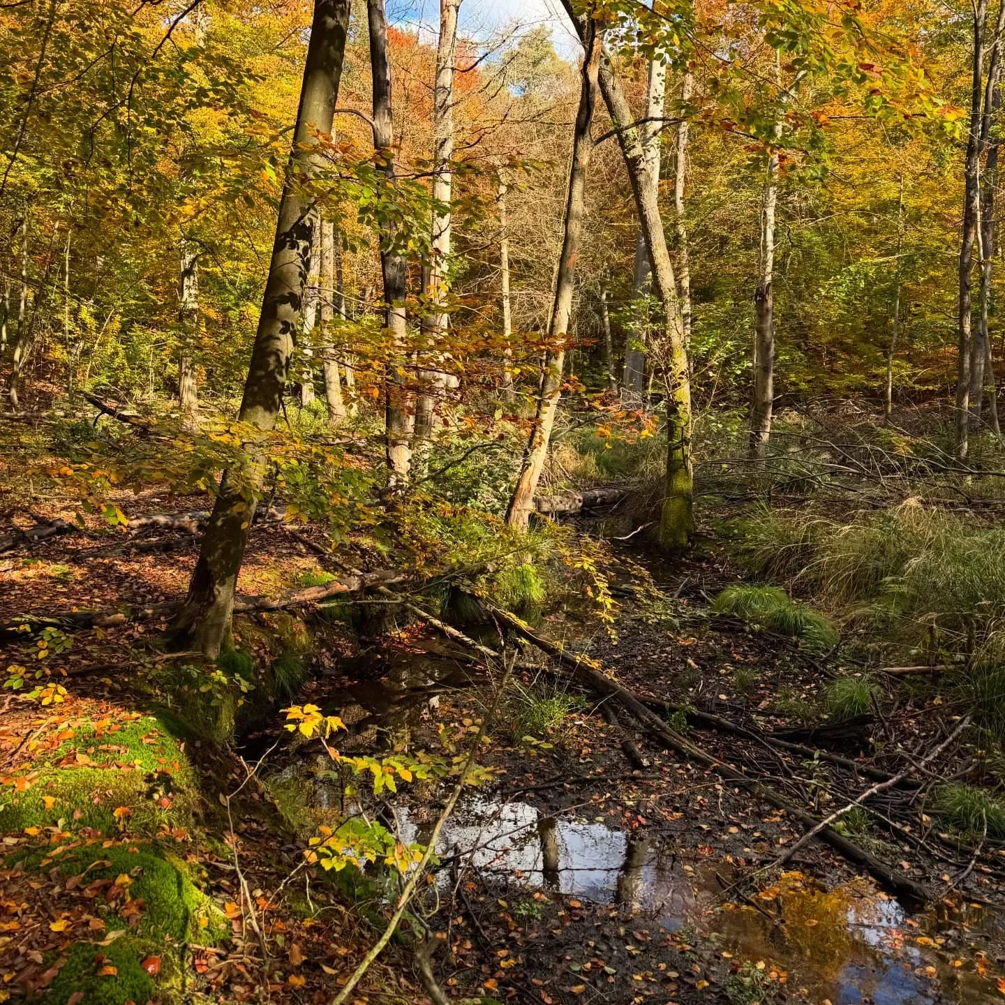 Nonnenfließ im Herbst – 11,6 km von Breydin zum Liesenkreuz