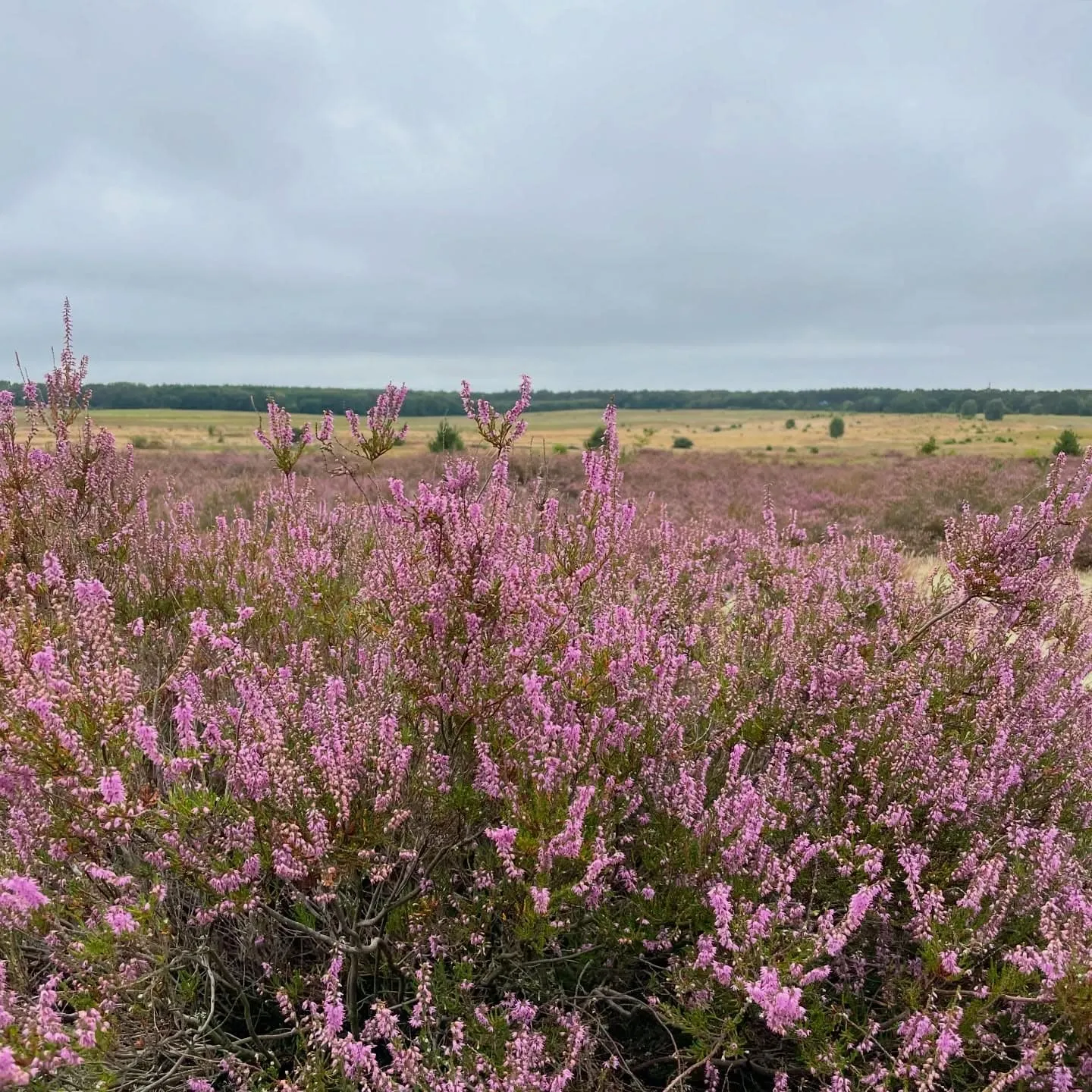 Saarmunder Heide – 5-km-Runde zur Heideblüte südlich von Potsdam